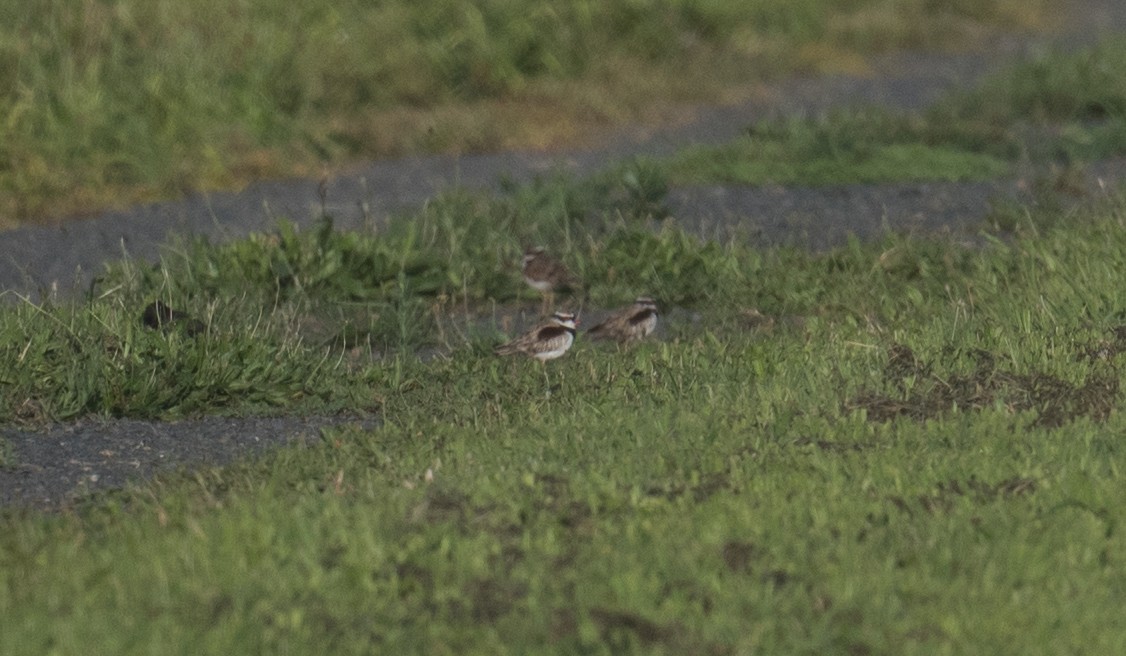 Txirritxo kopetabeltza - ML646725291