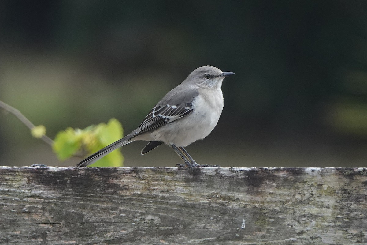 Northern Mockingbird - ML646725292