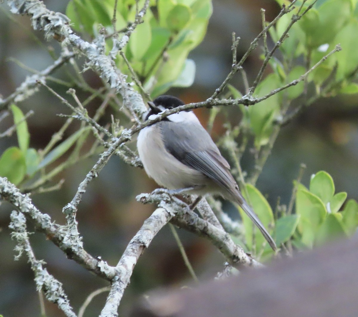Carolina Chickadee - ML646725297