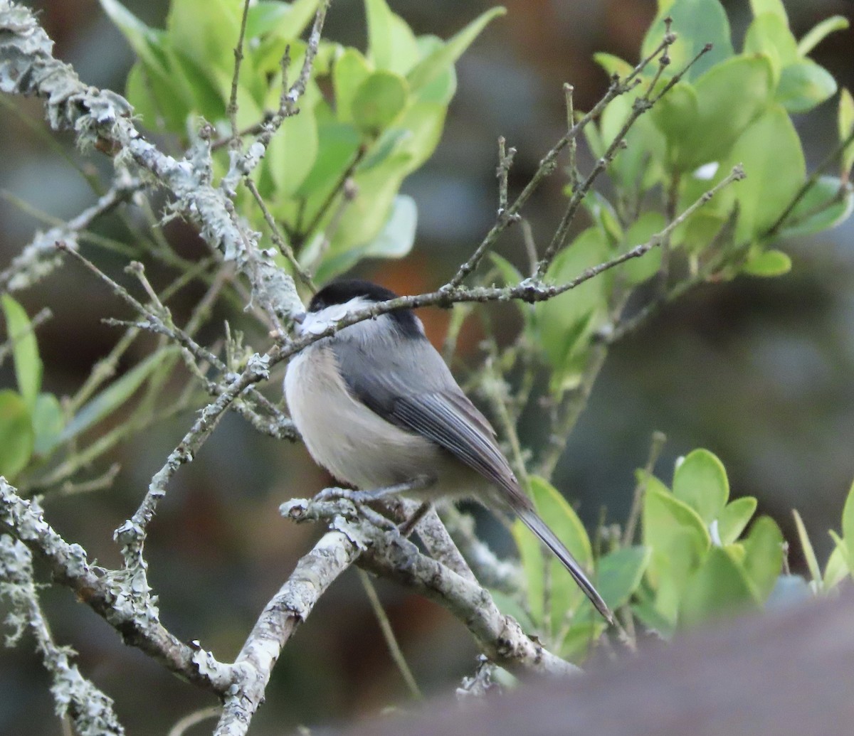Carolina Chickadee - ML646725298