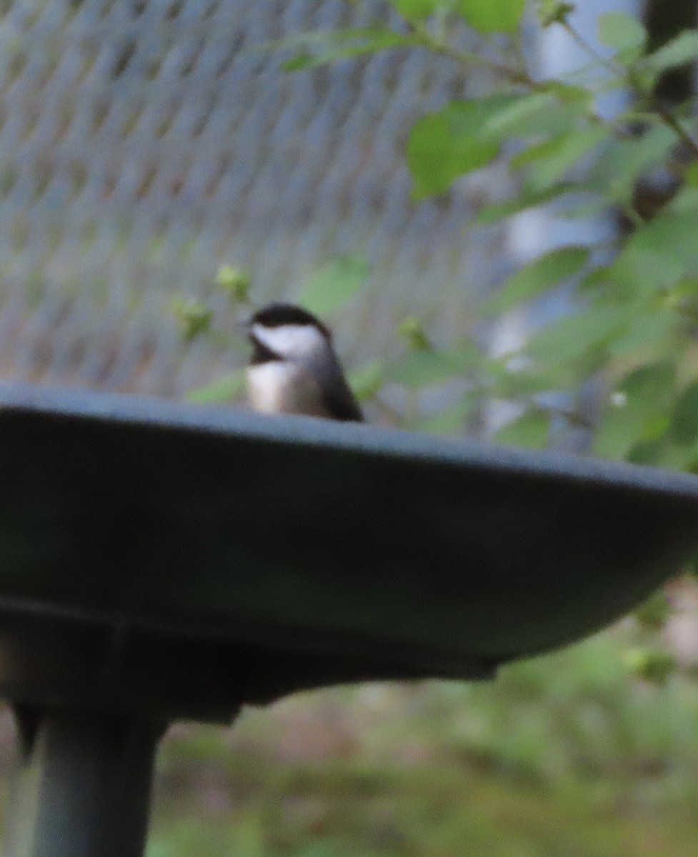 Carolina Chickadee - ML646725299