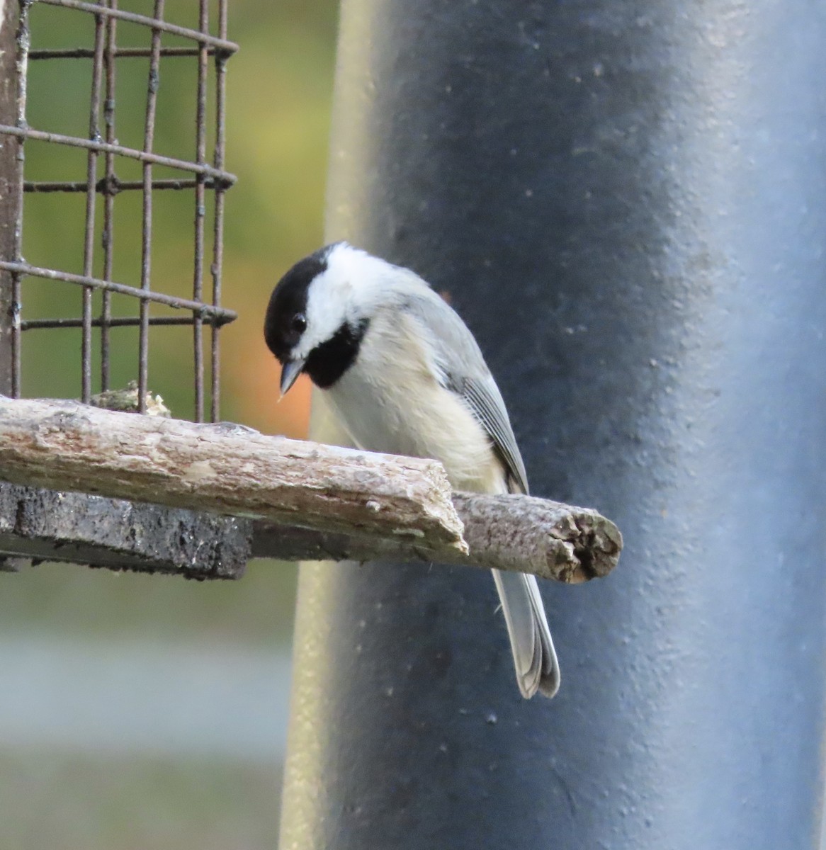 Carolina Chickadee - ML646725300