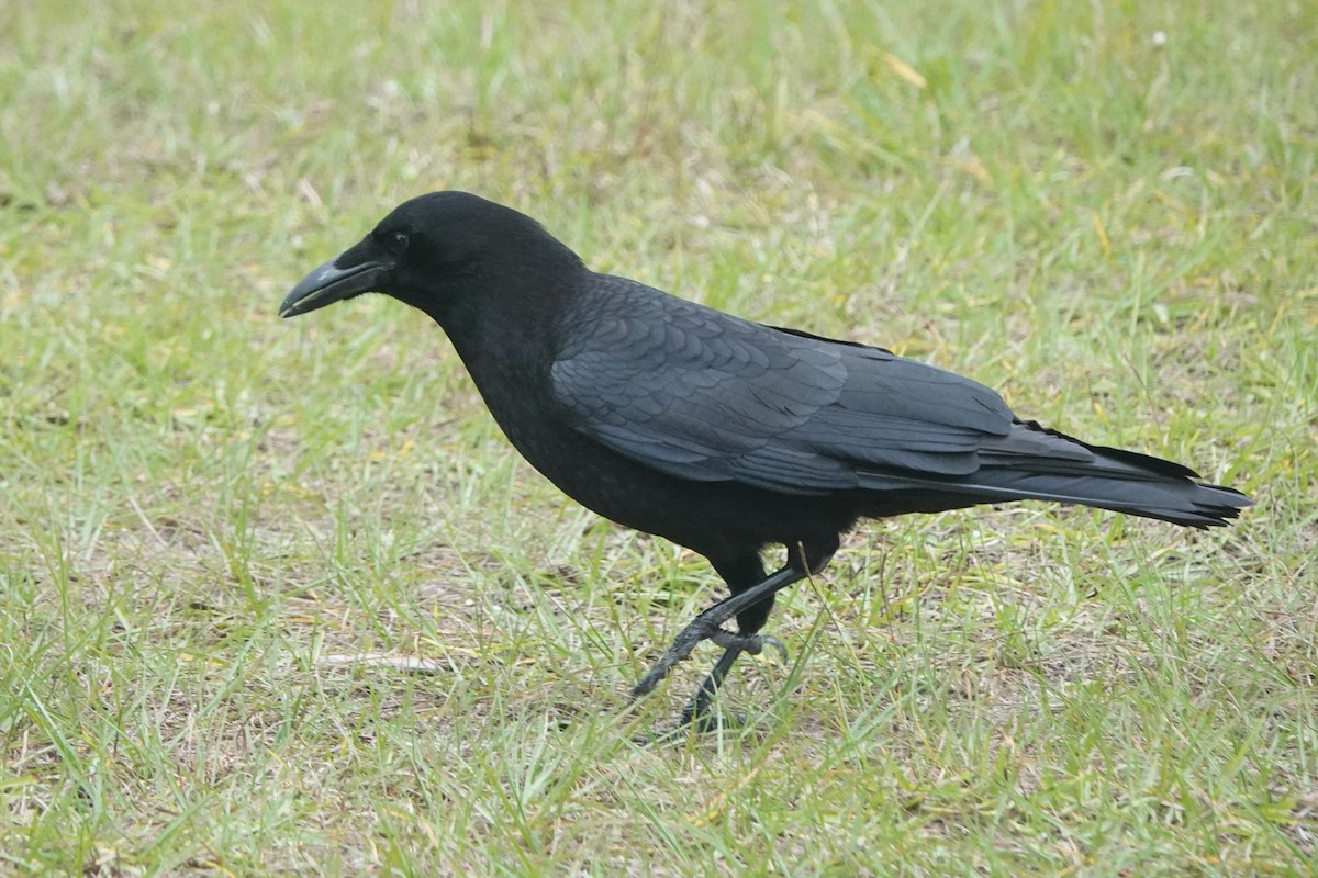 American Crow - ML646725301
