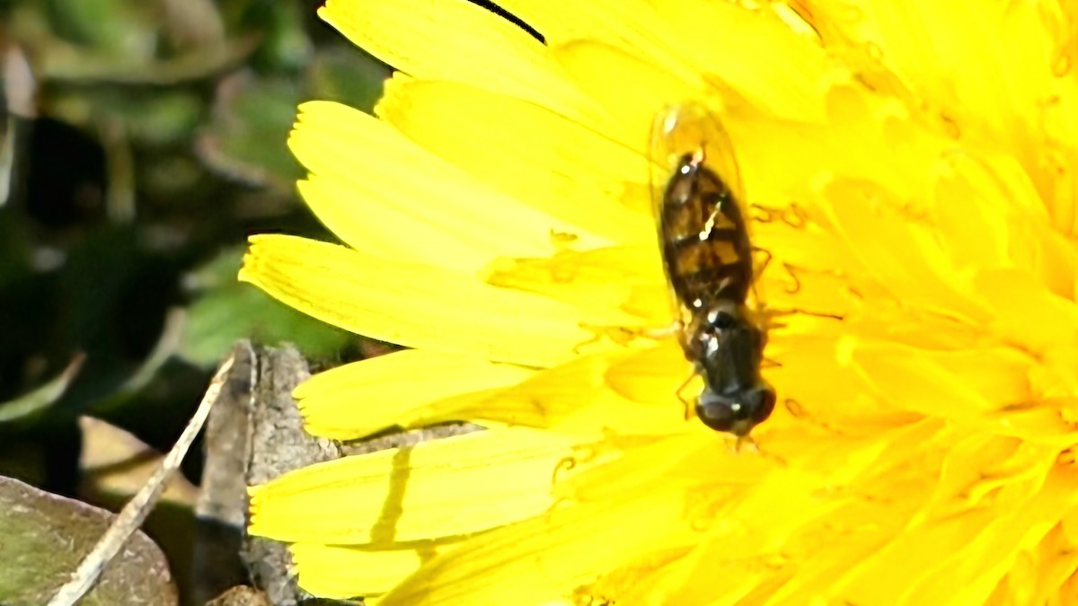 Margined Calligrapher Fly - ML646725303