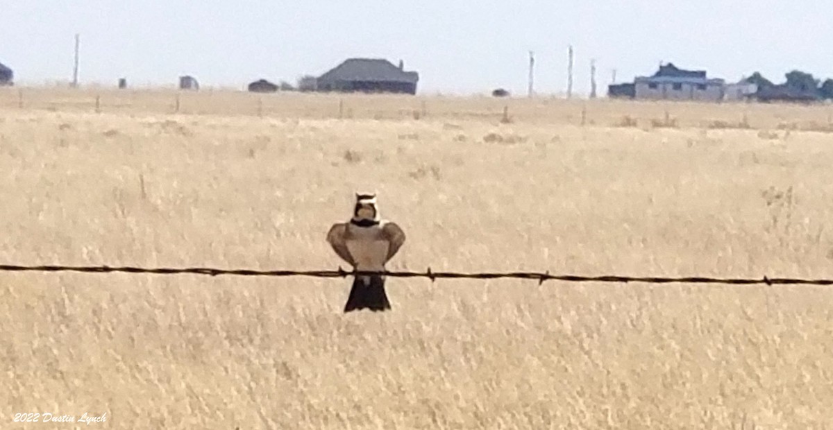 Horned Lark - ML646725305