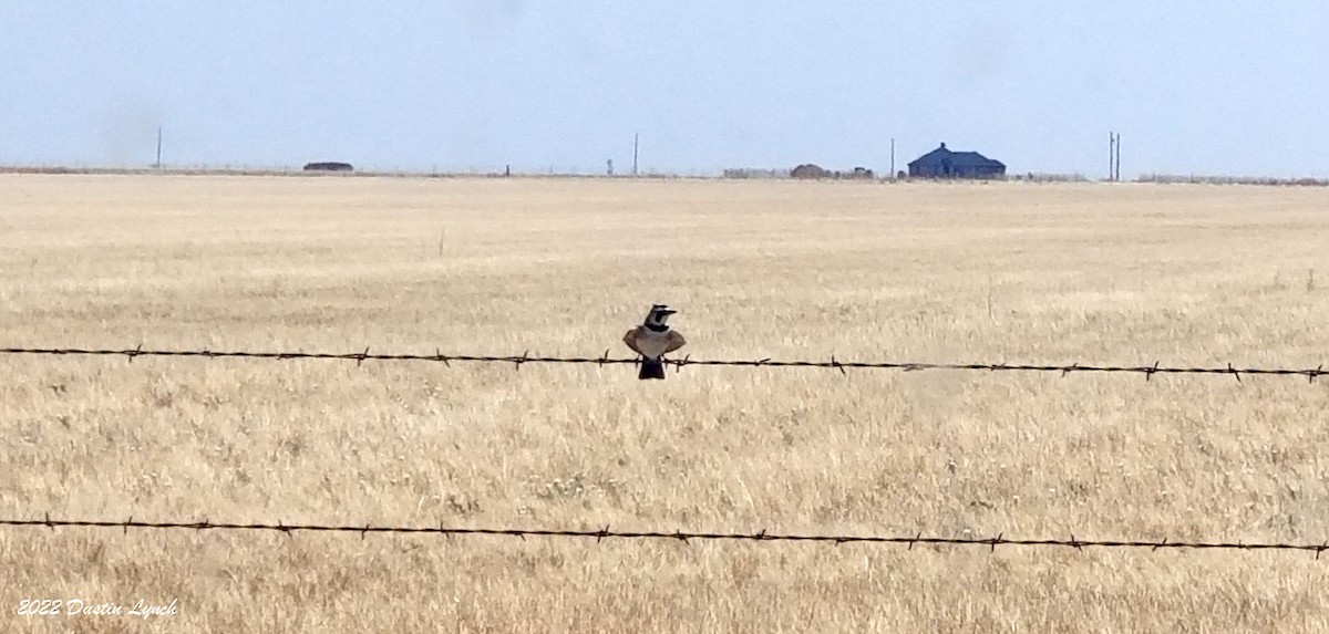 Horned Lark - ML646725306