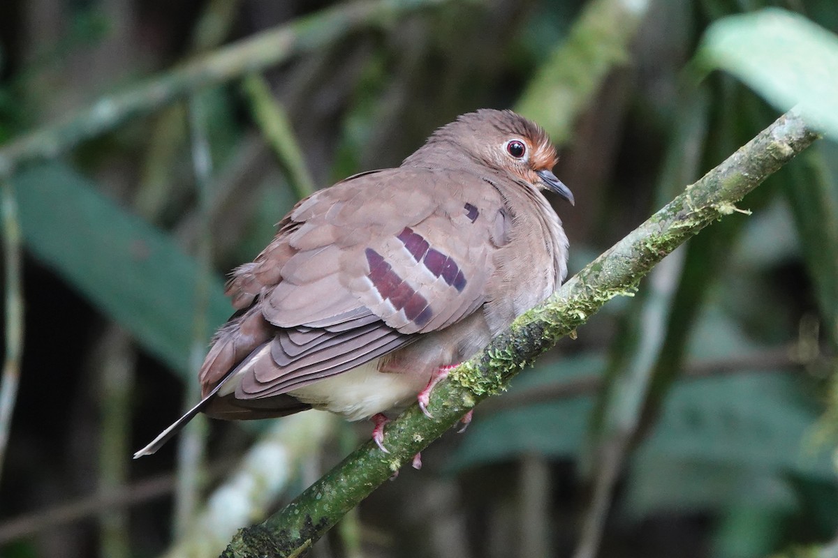 Maroon-chested Ground Dove - ML646725307