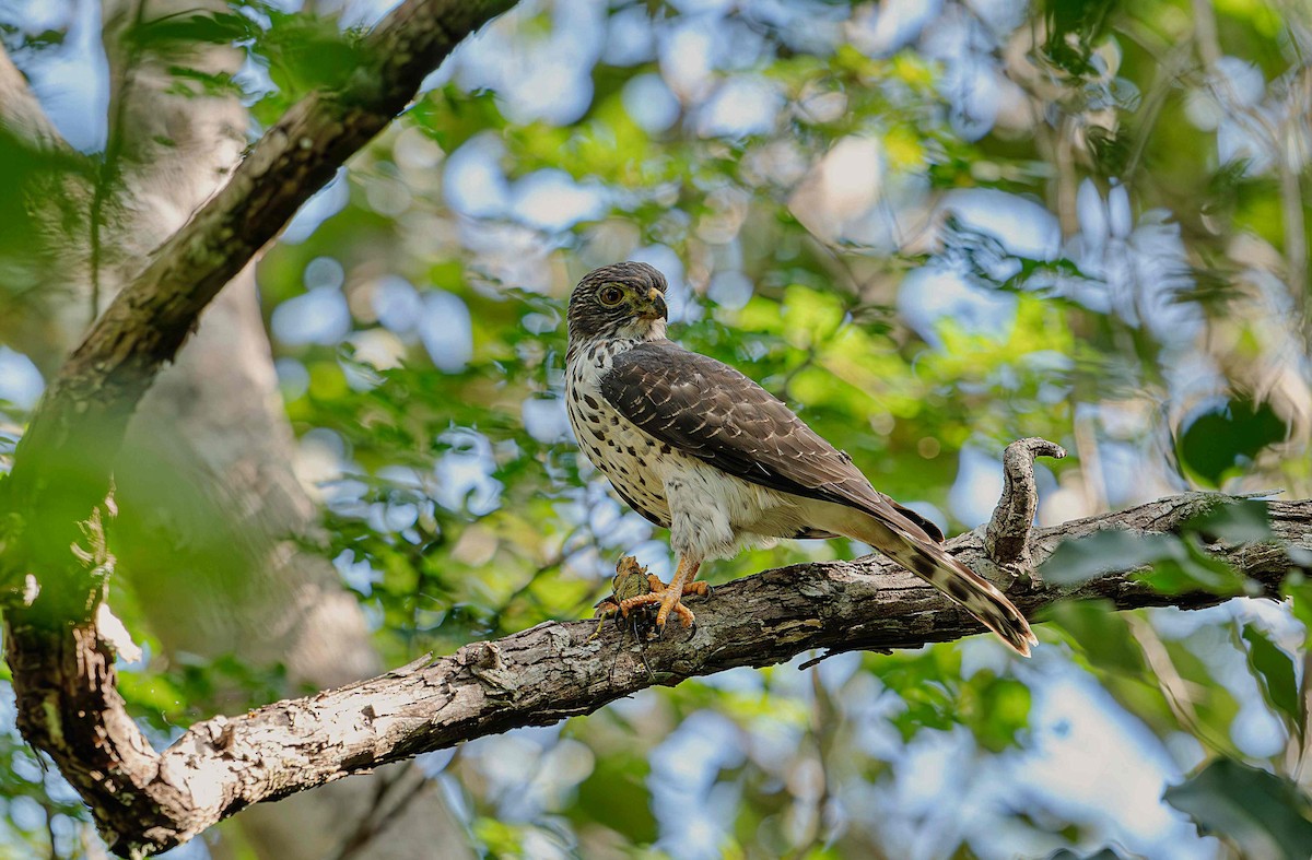 Double-toothed Kite - ML646725310