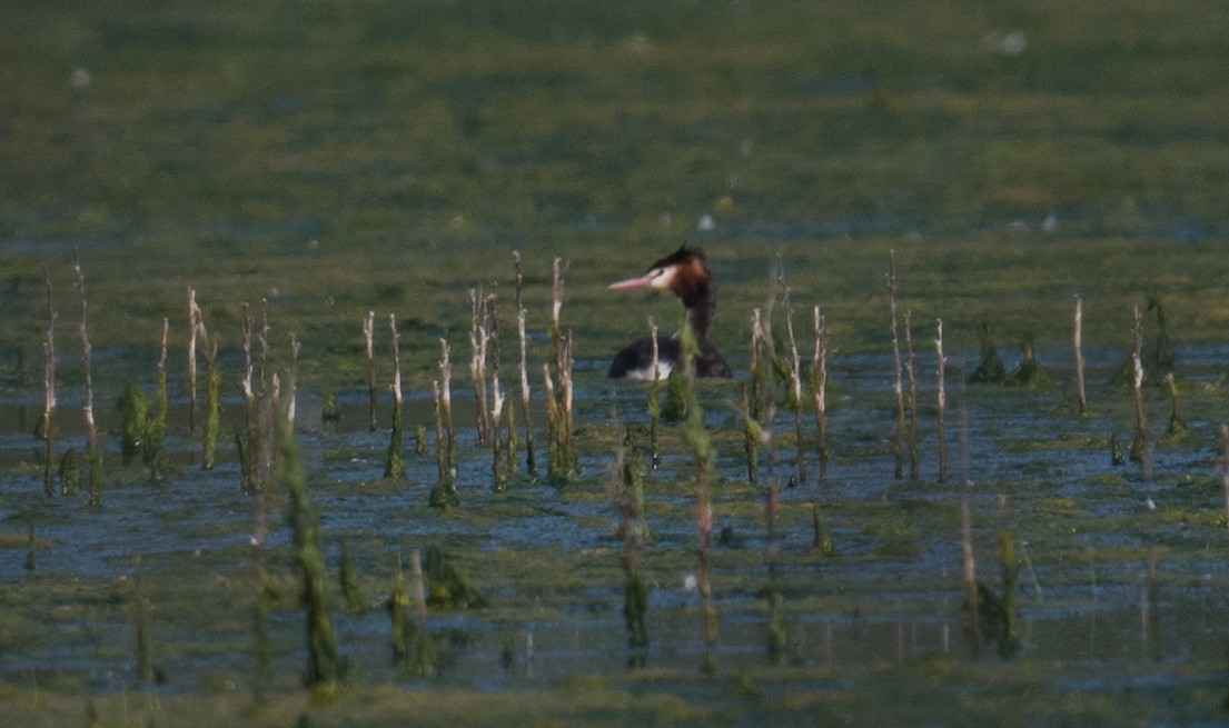 Murgil mottoduna - ML646725314