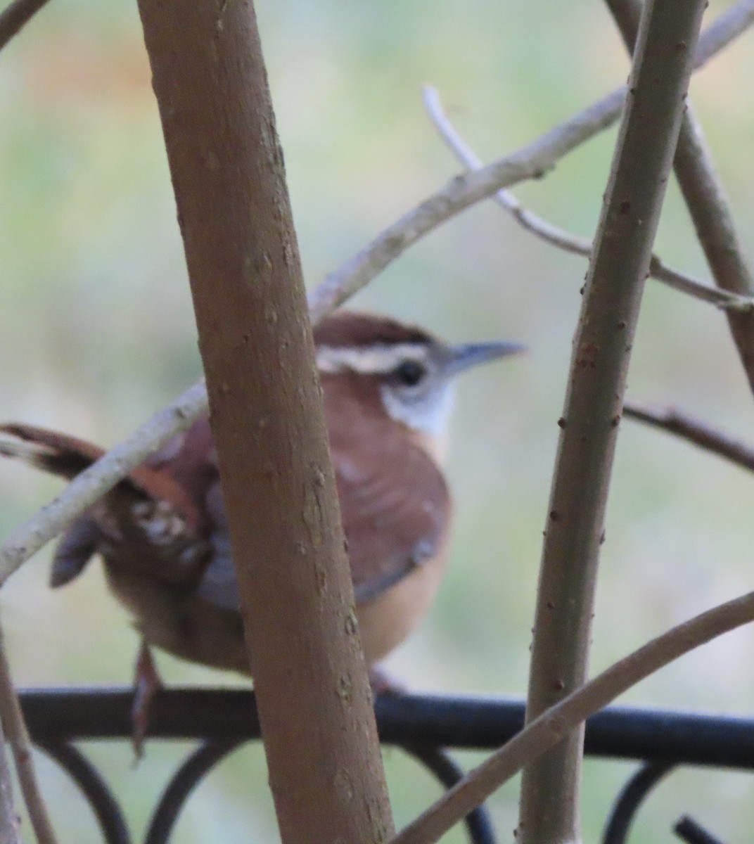 Carolina Wren - ML646725319