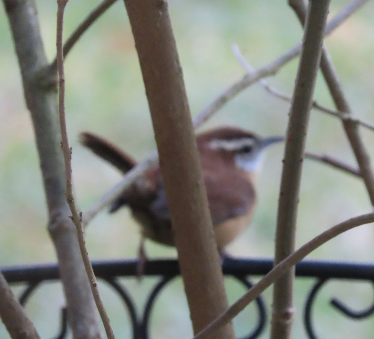 Carolina Wren - ML646725320