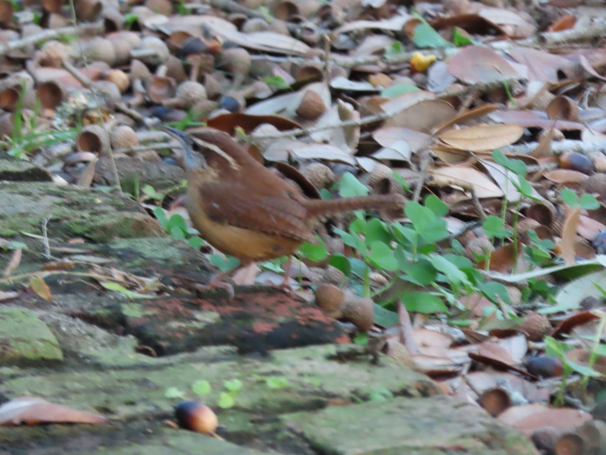 Carolina Wren - ML646725321