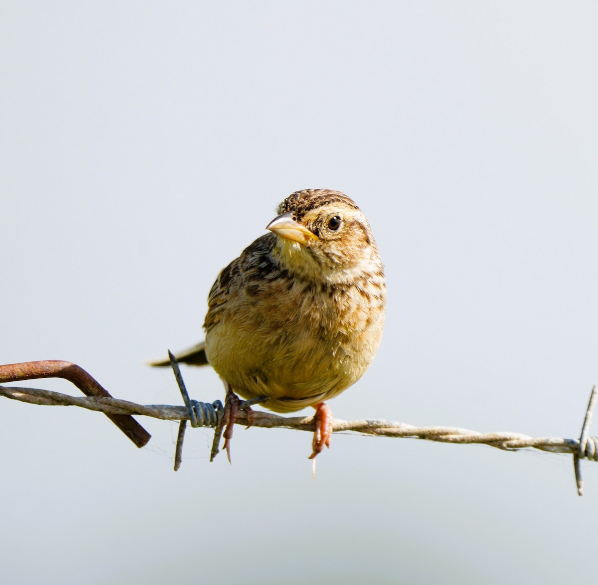 Singing Bushlark - ML646725324