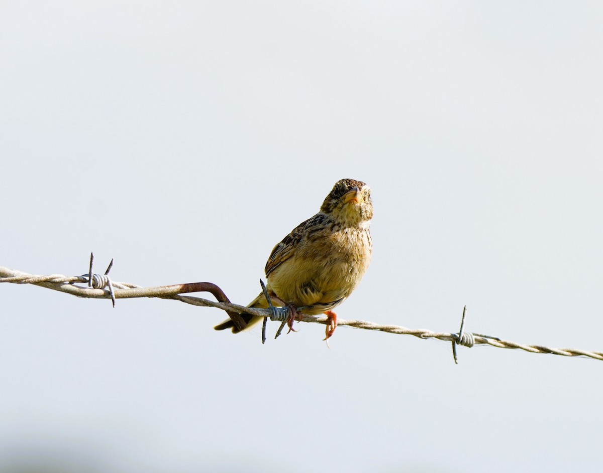 Singing Bushlark - ML646725325