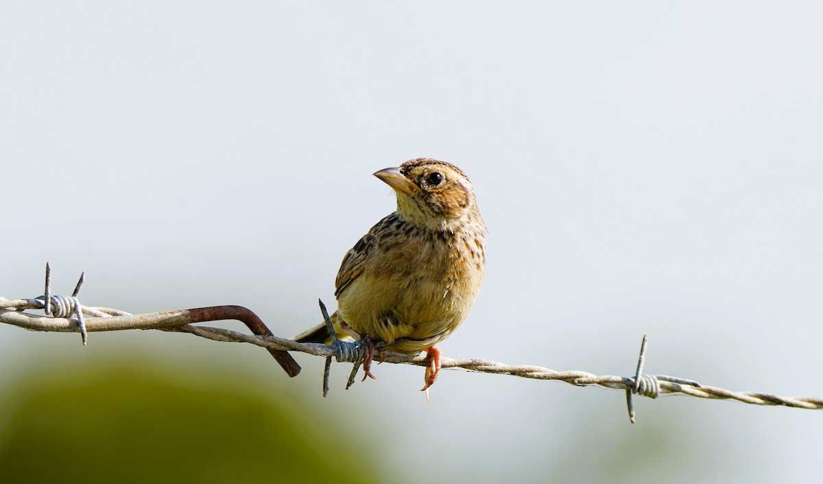 Singing Bushlark - ML646725326