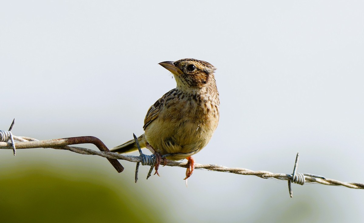 Singing Bushlark - ML646725327