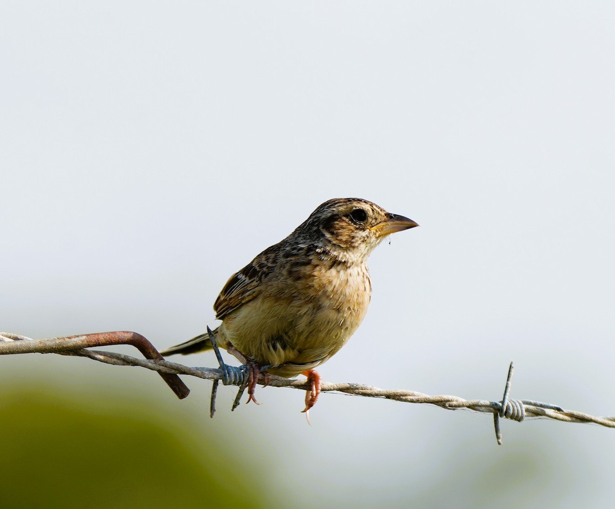 Singing Bushlark - ML646725328