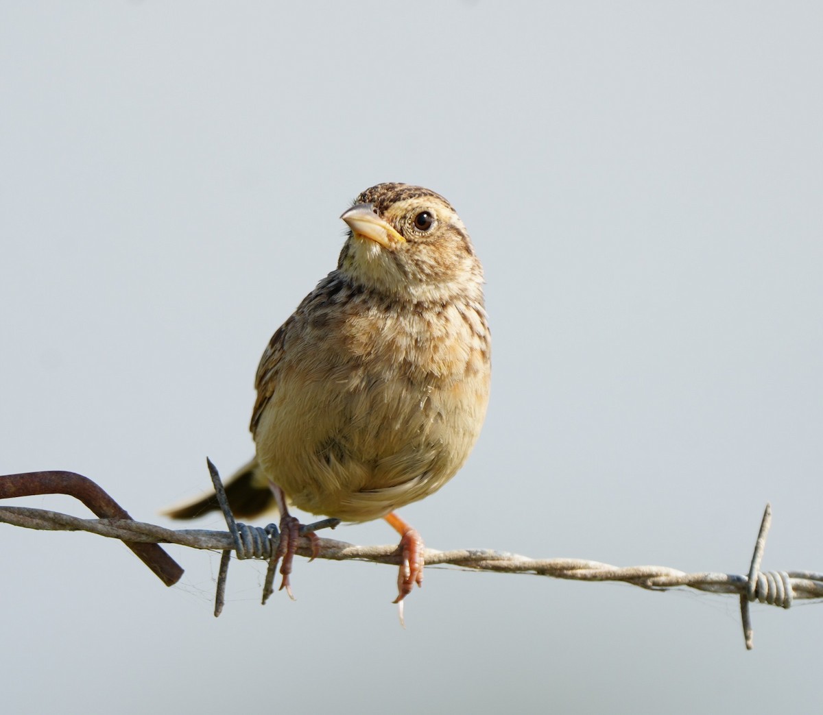 Singing Bushlark - ML646725329