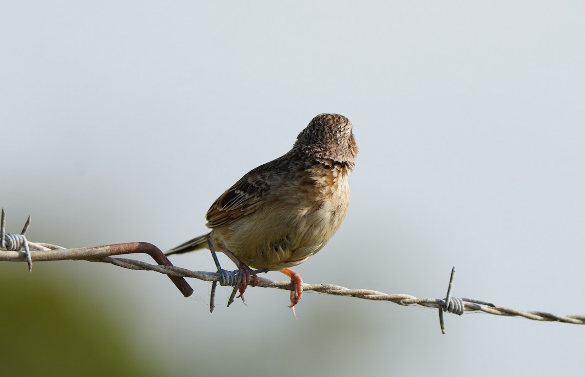 Singing Bushlark - ML646725330