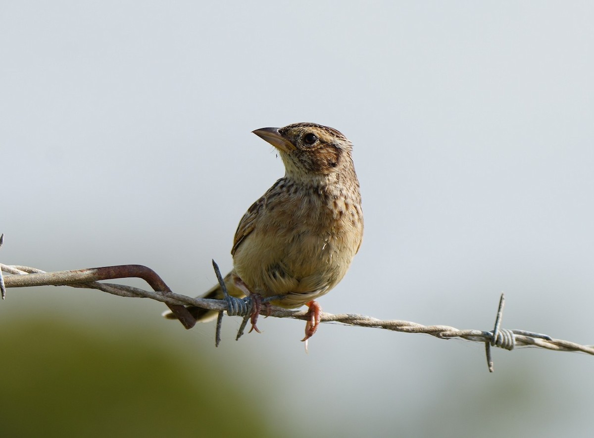 Singing Bushlark - ML646725331