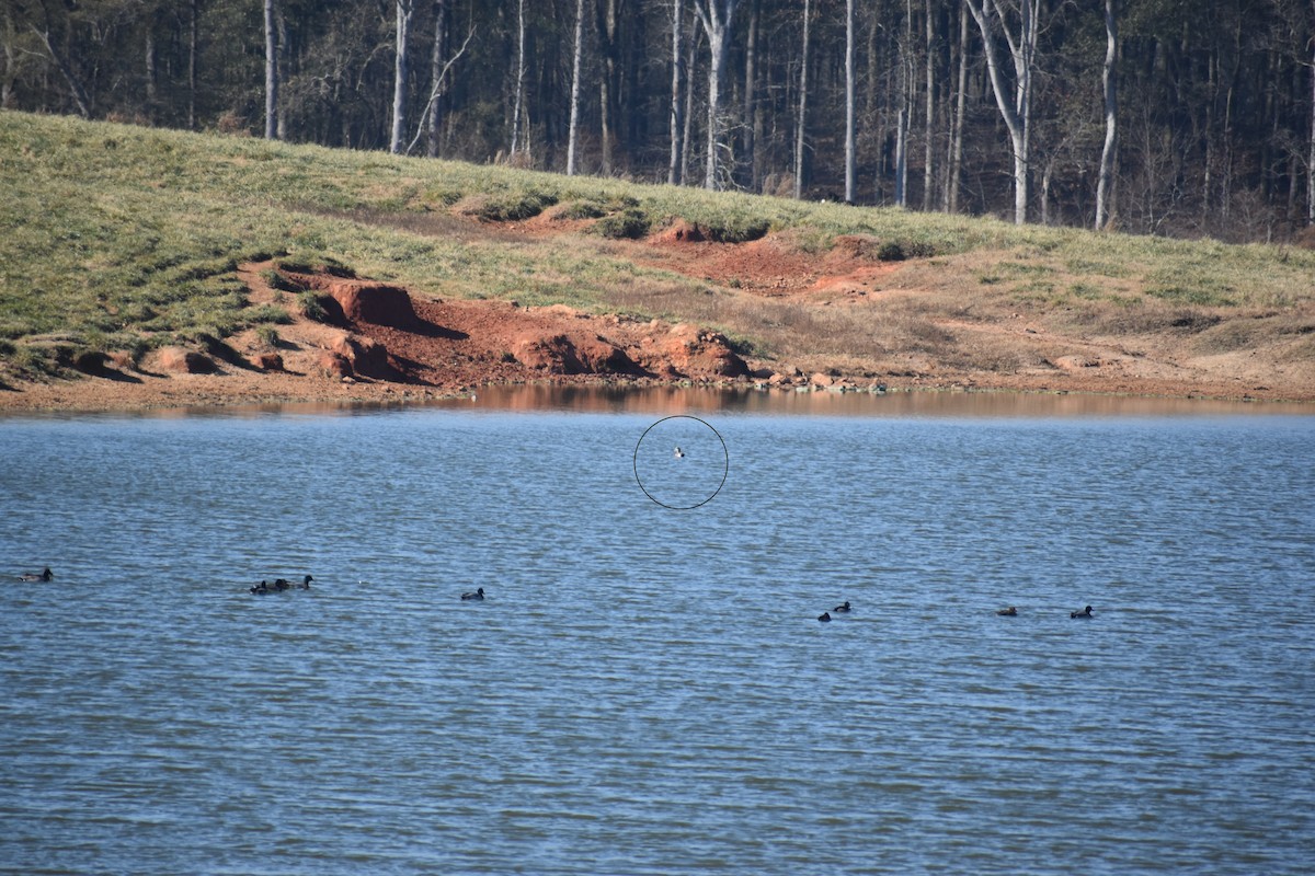 American Wigeon - ML646725332