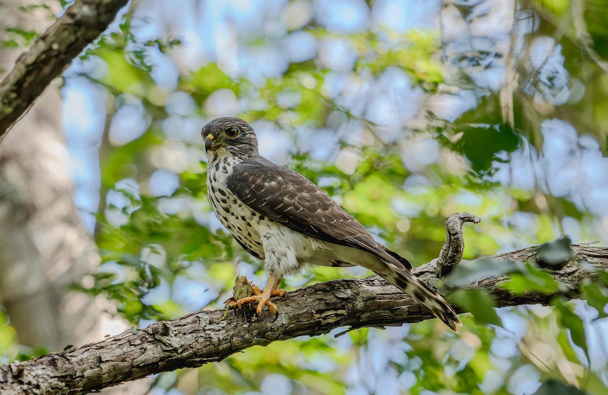 Double-toothed Kite - ML646725333