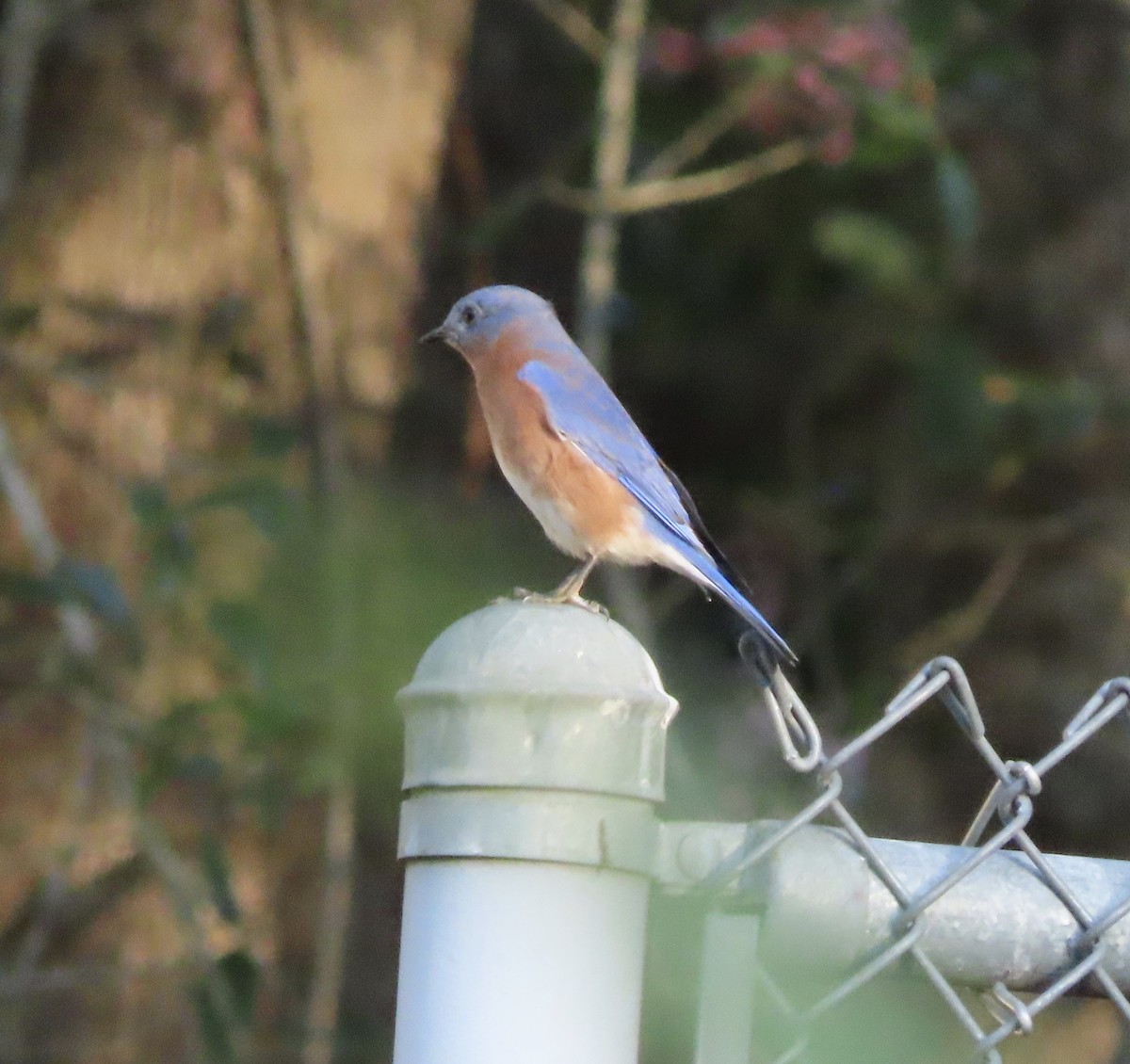 Eastern Bluebird - ML646725338