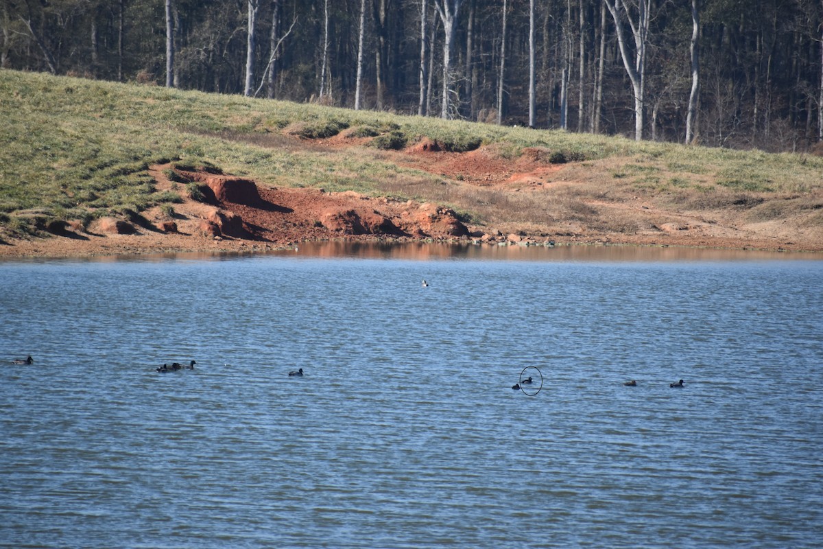 Ring-necked Duck - ML646725339