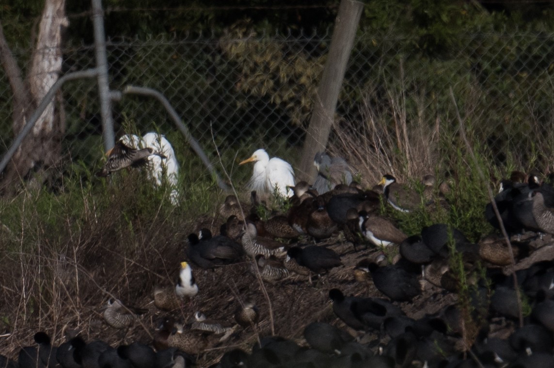 Plumed Egret - ML646725341