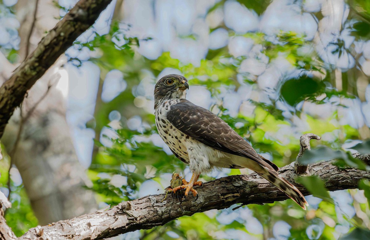 Double-toothed Kite - ML646725343