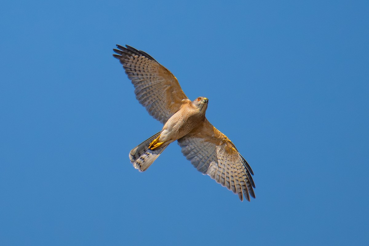 Shikra - ML646725344