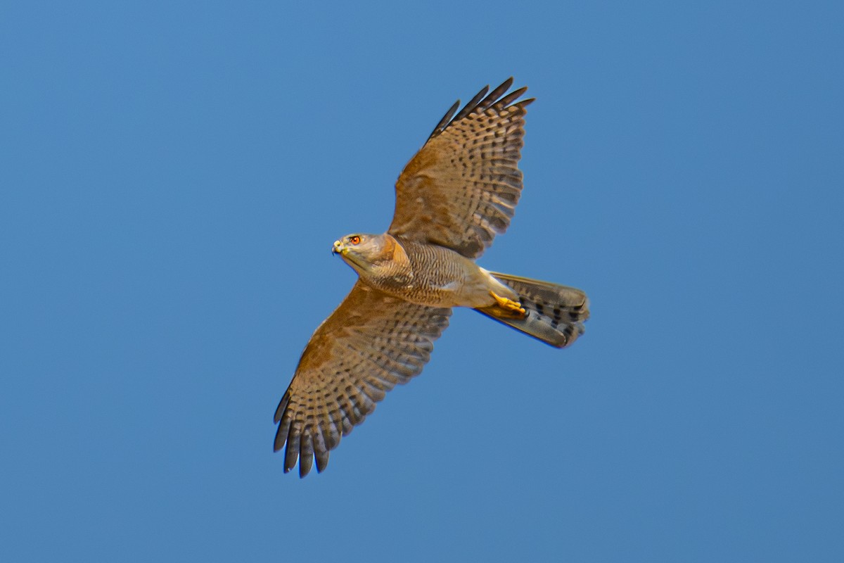 Shikra - ML646725345