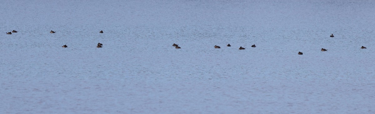 Американская савка - ML646725346