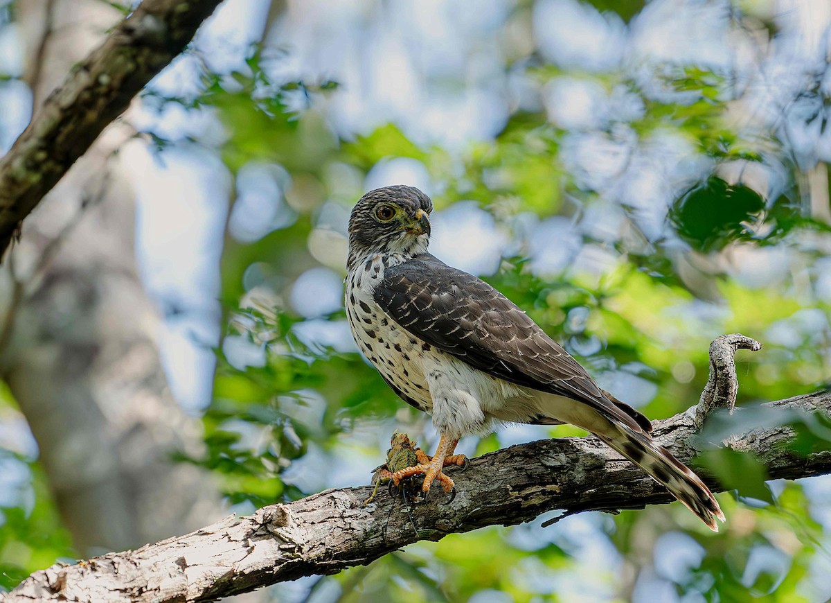 Double-toothed Kite - ML646725347