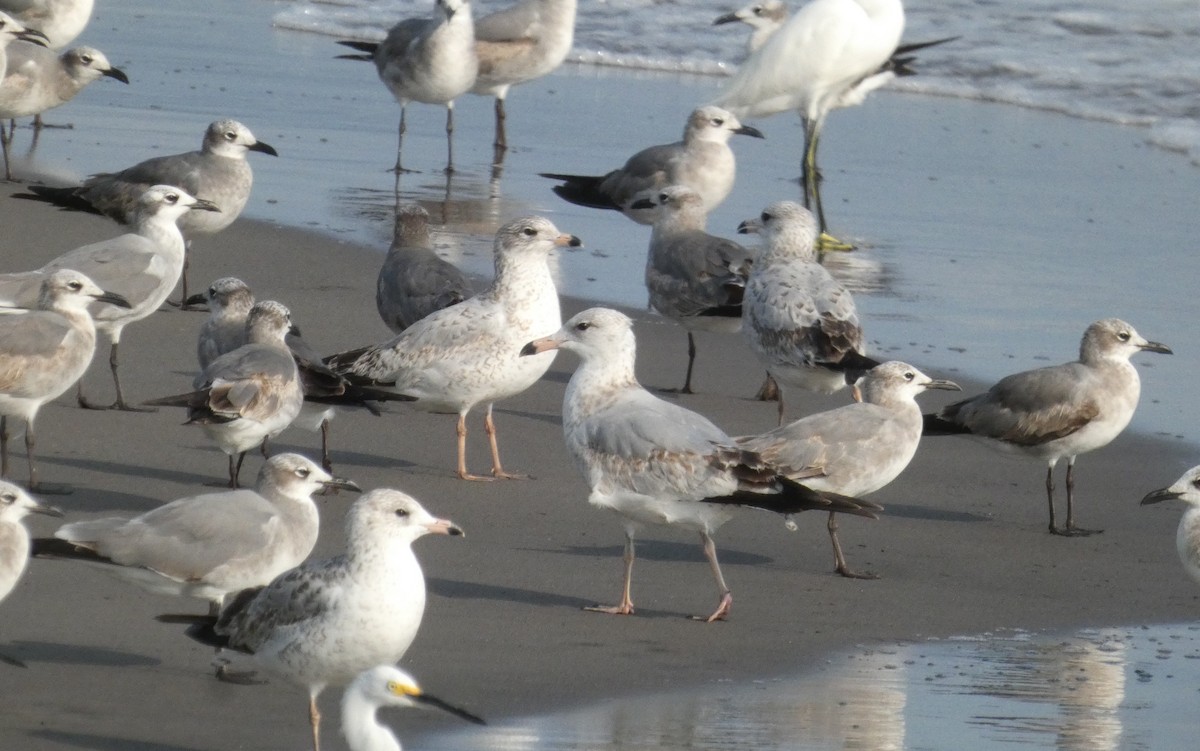 Ring-billed Gull - ML646725348