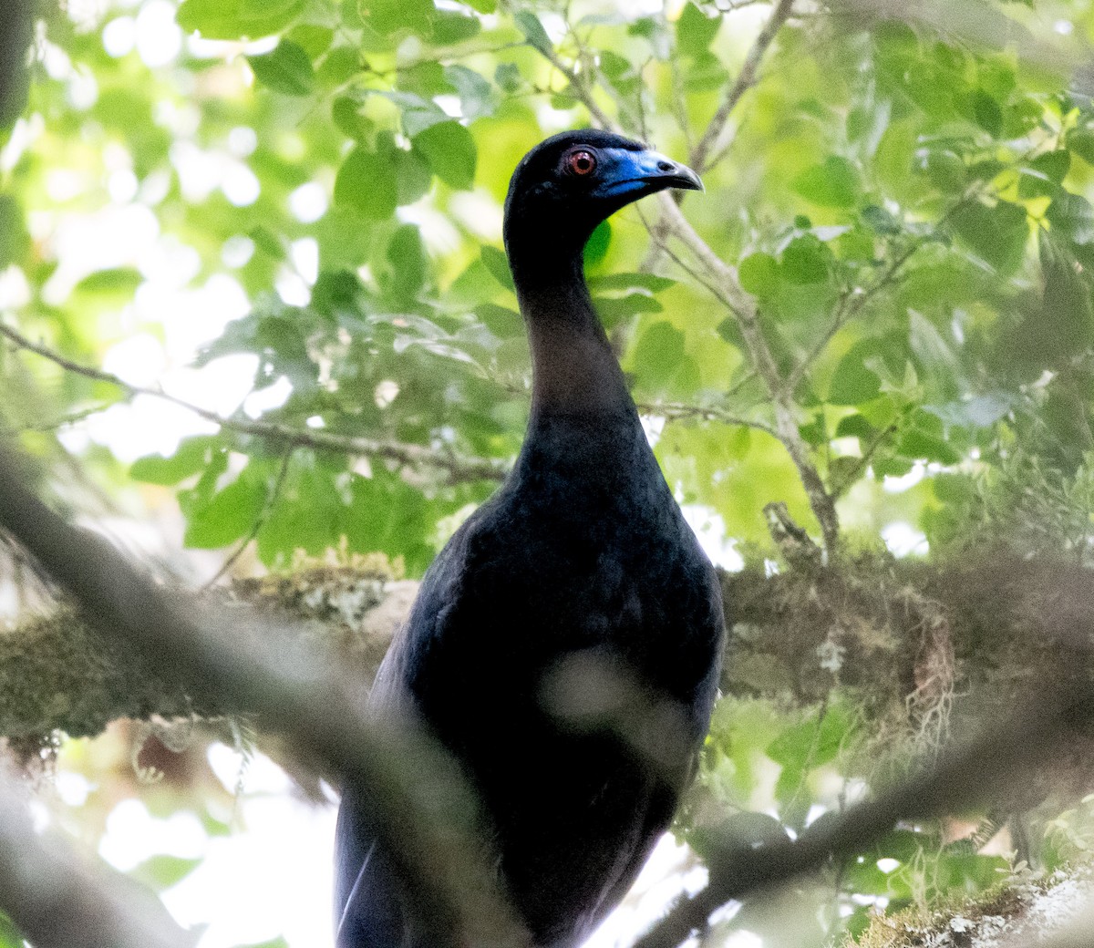 Black Guan - ML646725349