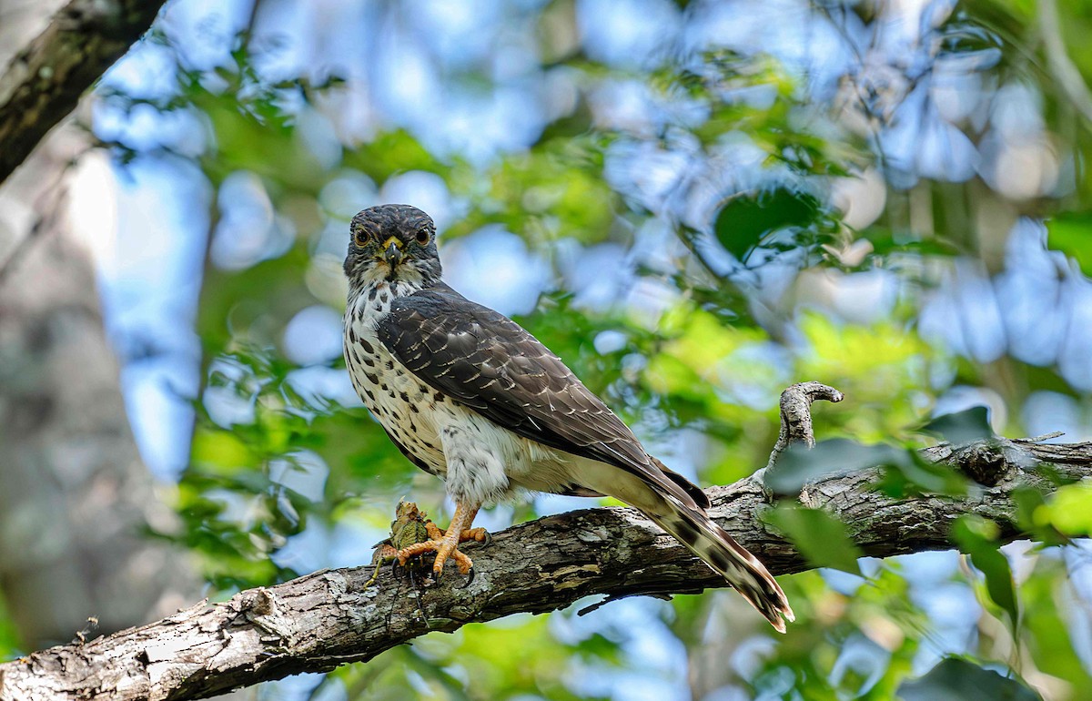 Double-toothed Kite - ML646725351