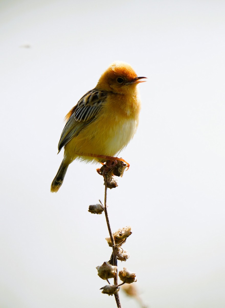 Altın Başlıklı Yelpazekuyruk - ML646725352