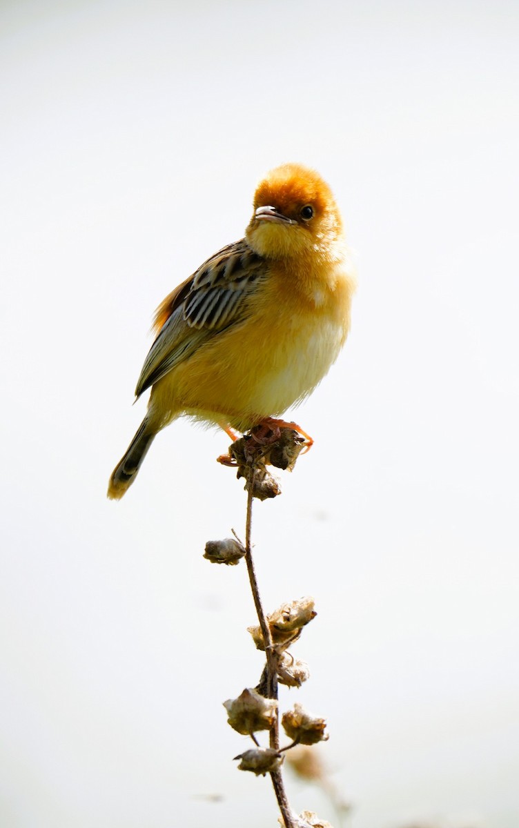 Altın Başlıklı Yelpazekuyruk - ML646725353