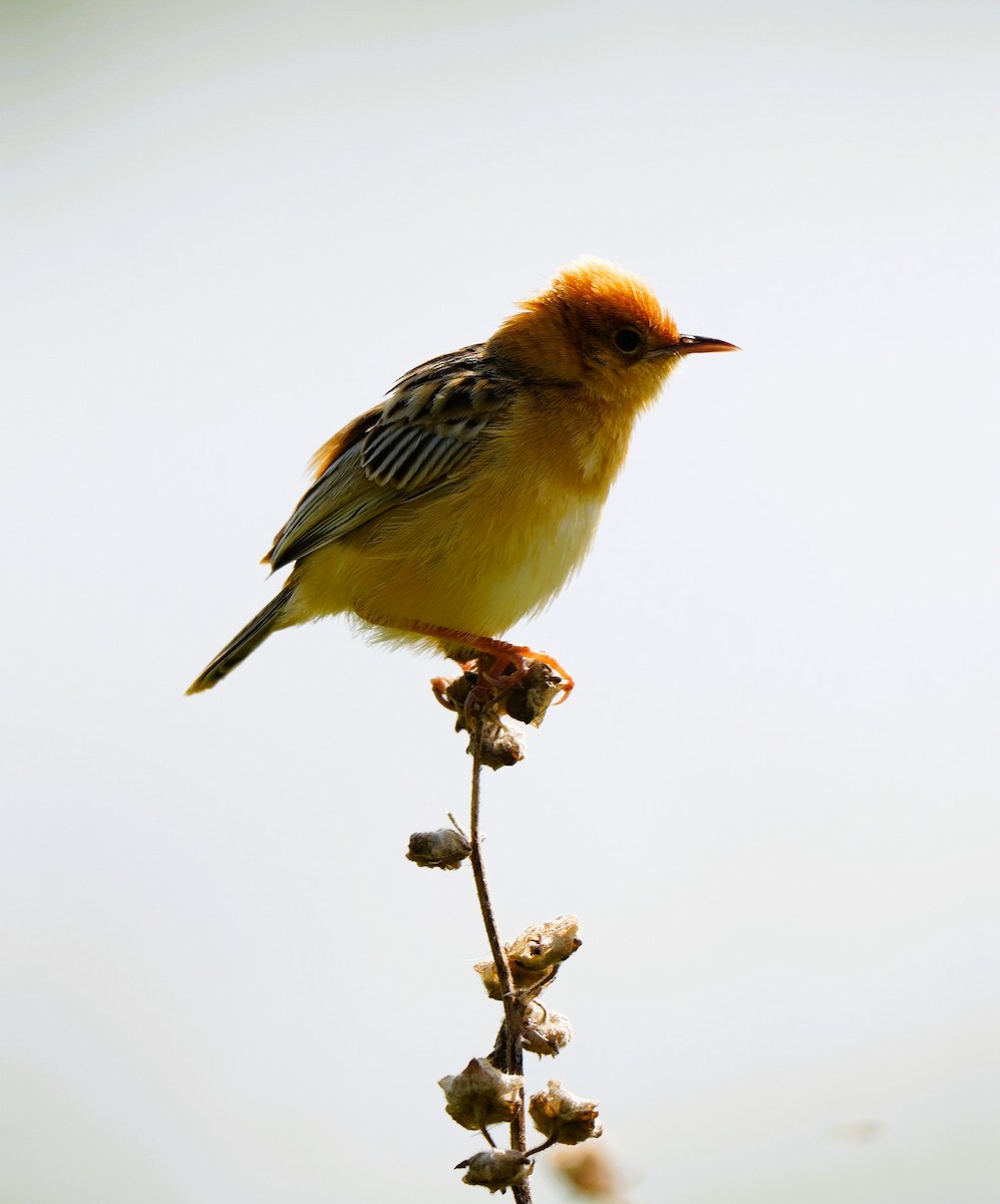 Altın Başlıklı Yelpazekuyruk - ML646725354