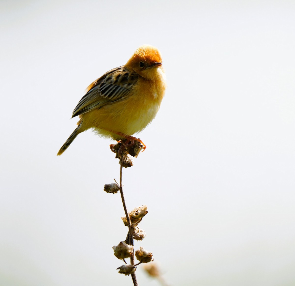 Altın Başlıklı Yelpazekuyruk - ML646725355