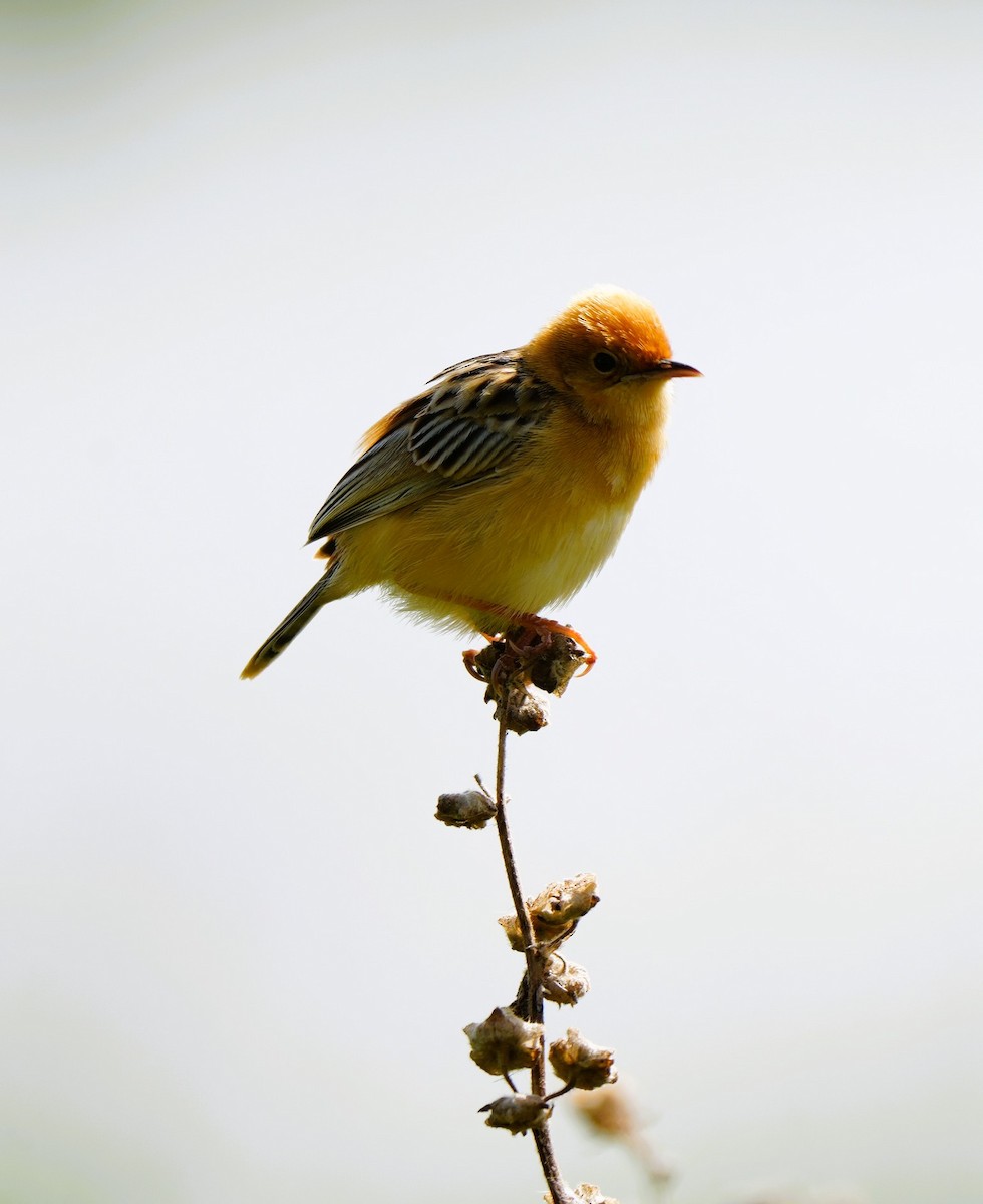 Altın Başlıklı Yelpazekuyruk - ML646725356