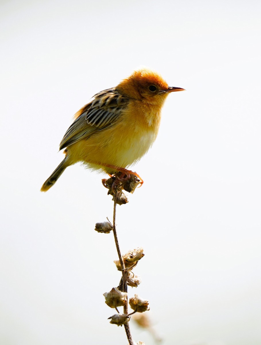 Altın Başlıklı Yelpazekuyruk - ML646725357