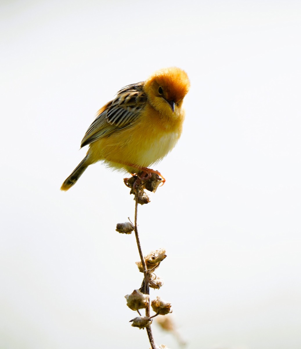 Altın Başlıklı Yelpazekuyruk - ML646725358