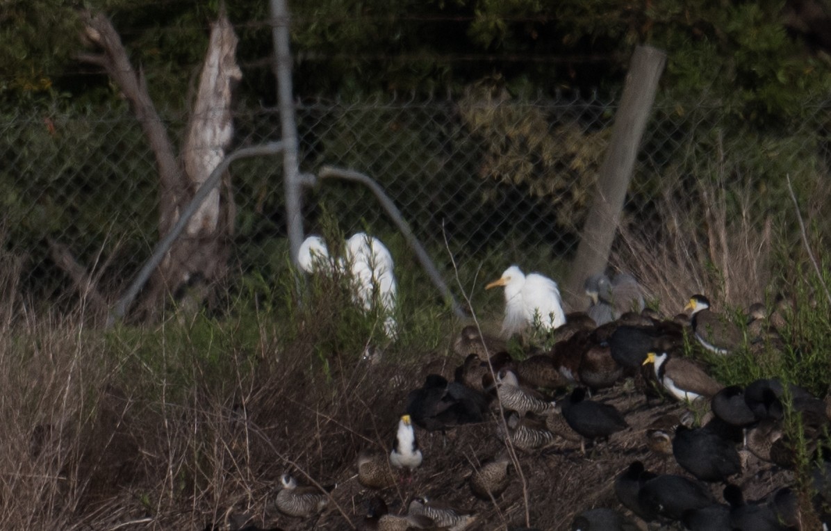 Plumed Egret - ML646725359