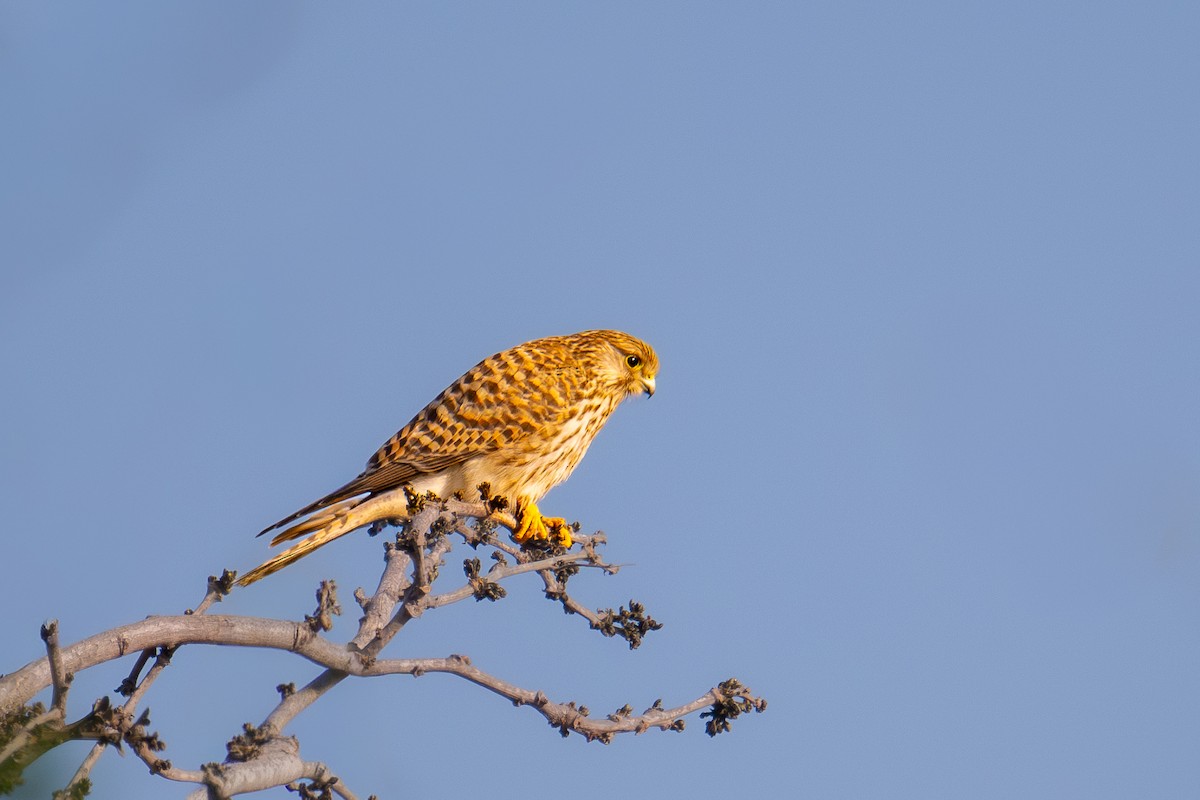 Eurasian Kestrel - ML646725360