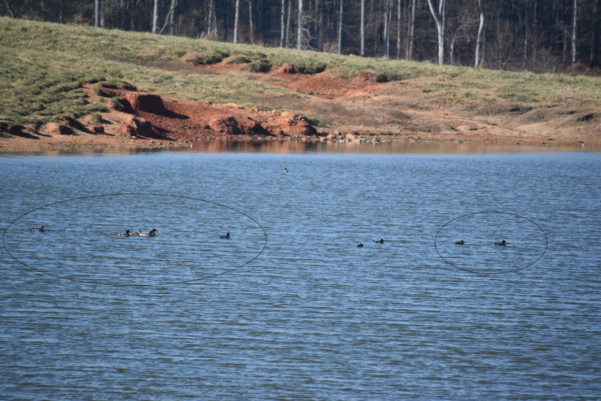 Mallard - ML646725363