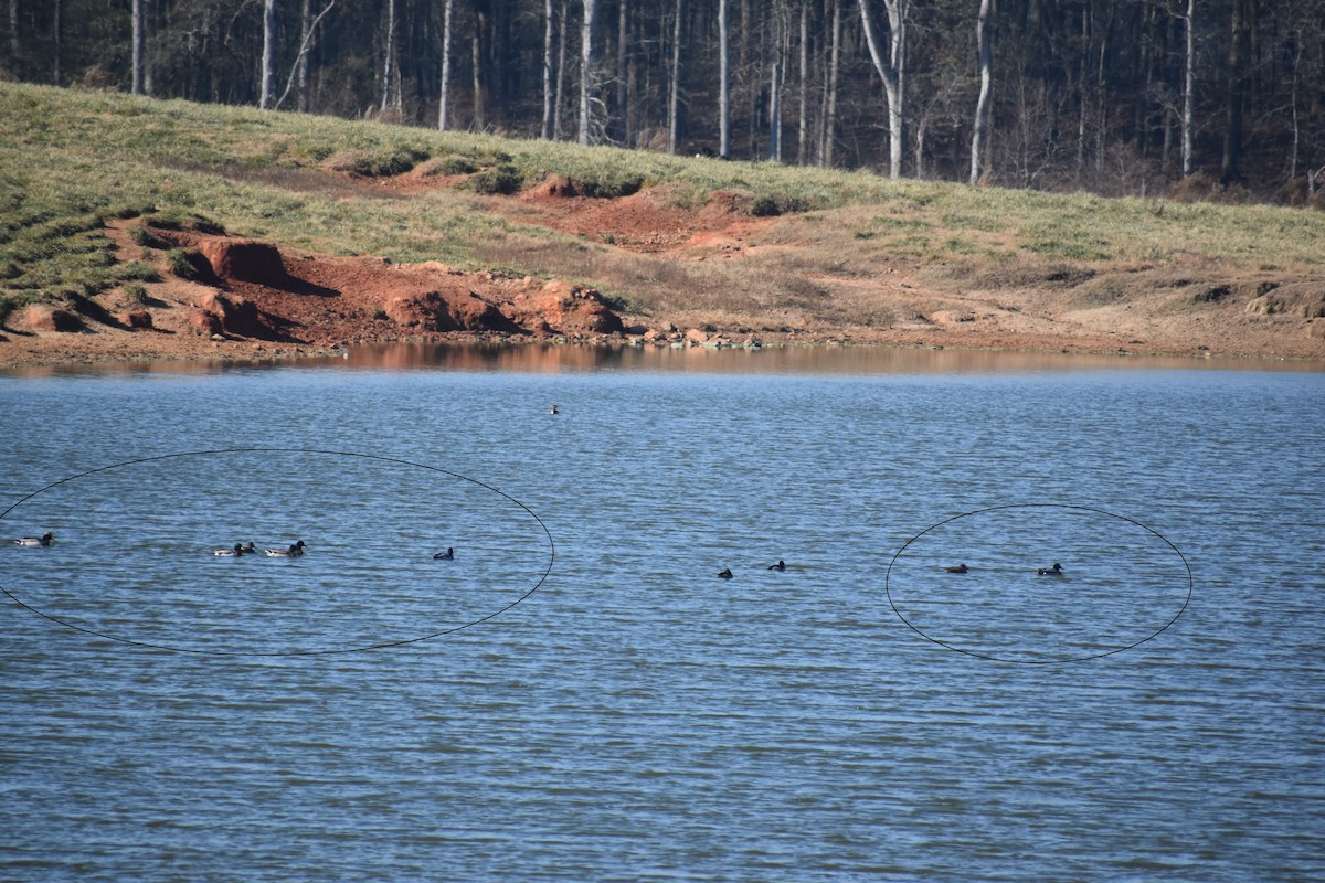 Mallard - ML646725364