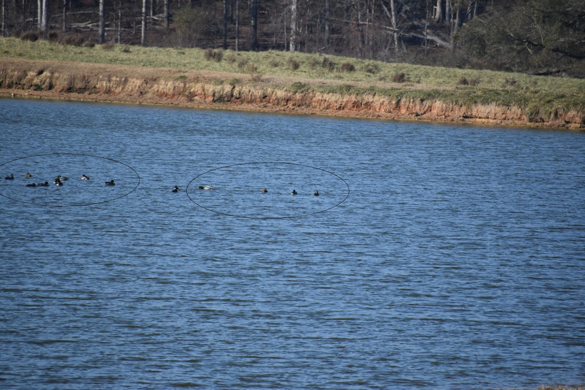 Mallard - ML646725365