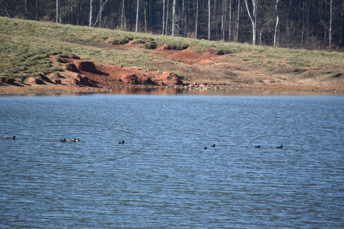 Mallard - ML646725366